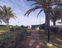a path leading to a palm tree